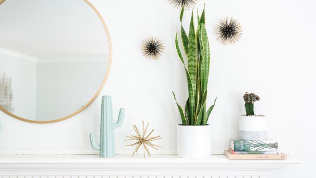 Unlocking the Benefits of Indoor Plants: A Guide for Your Home