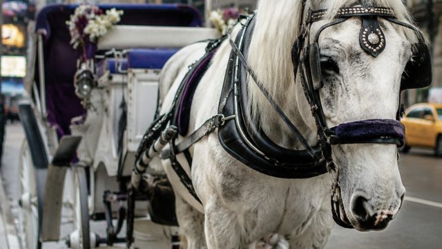 New York City Faces Renewed Debate Over Horse-Drawn Carriages | slot provider thailand, qq1bet login