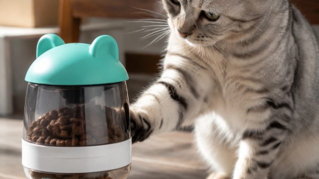 Why a Viral Cat Treat Dispenser is Capturing Pet Lovers' Attention | juarabet99, bahasa sunda kamu l