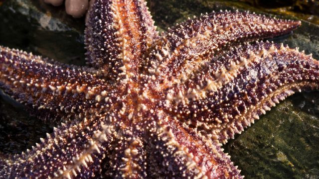 Urgent Call to Protect Sunflower Sea Stars from Extinction | maxwin303 slot, casino 300 bonus